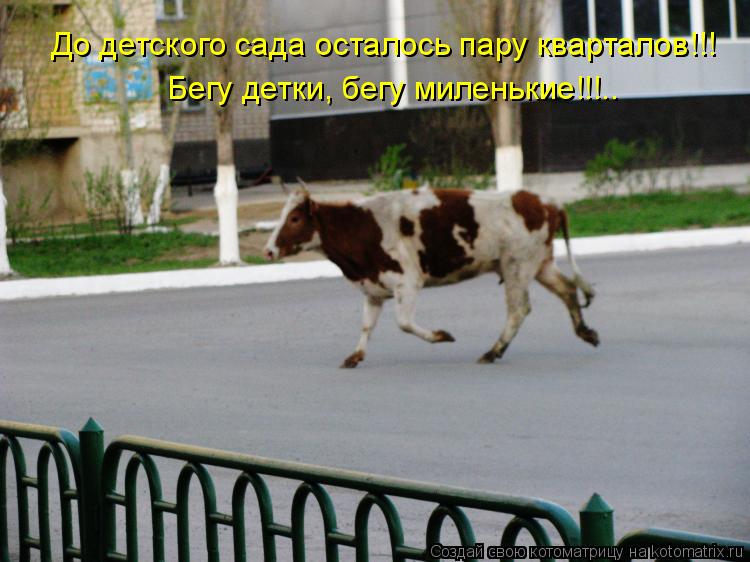 До детского сада осталось пару кварталов!!! Бегу детки, бегу миленькие!!!..... Котоматрица: До детского сада осталось пару кварталов!!! Бегу детки, бегу миленькие!!!..