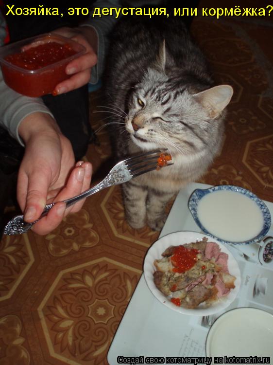 Хозяйка, это дегустация , или кормёжка?... Котоматрица: Хозяйка, это дегустация , или кормёжка?