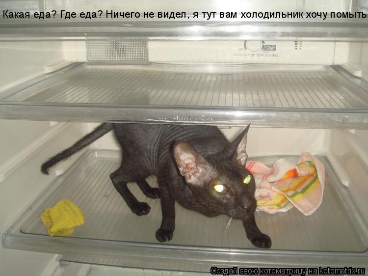 Котоматрица: Какая еда? Где еда? Ничего не видел, я тут вам холодильник хочу помыть.