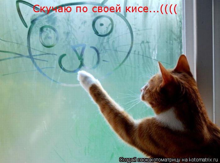 Скучаю по своей кисе...((((... Котоматрица: Скучаю по своей кисе...((((