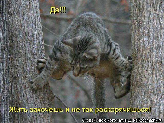 Жить захочешь и не так раскорячишься! Да!!!... Котоматрица: Жить захочешь и не так раскорячишься! Да!!!