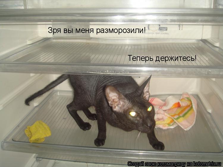 Зря вы меня разморозили! Теперь держитесь!... Котоматрица: Зря вы меня разморозили! Теперь держитесь!