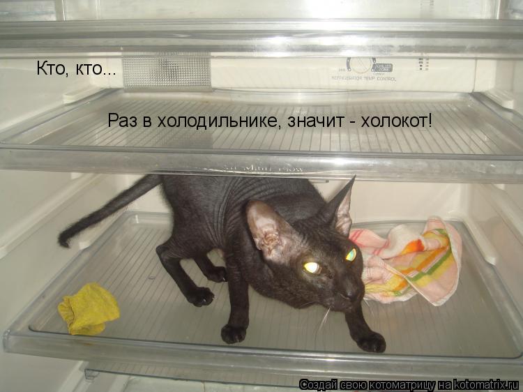 Кто, кто... Раз в холодильнике, значит - холокот!... Котоматрица: Кто, кто... Раз в холодильнике, значит - холокот!