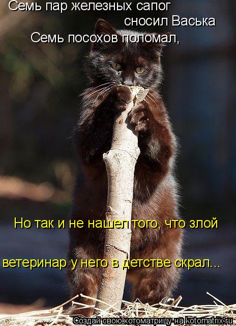 Семь пар железных сапог сносил Васька Семь посохов поломал, Но так и не нашел того, что злой ветерина... Котоматрица: Семь пар железных сапог сносил Васька Семь посохов поломал, Но так и не нашел того, что злой ветеринар у него в детстве скрал...