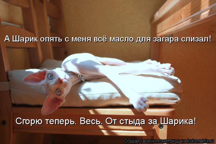 А Шарик опять с меня всё масло для загара слизал! Сгорю теперь. Весь. От стыда за Шарика!... Котоматрица: А Шарик опять с меня всё масло для загара слизал! Сгорю теперь. Весь. От стыда за Шарика!