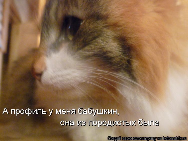 А профиль у меня бабушкин, она из породистых была... Котоматрица: А профиль у меня бабушкин, она из породистых была