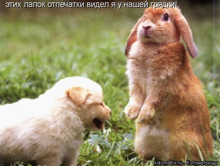 этих лапок отпечатки видел я у нашей грядки!... Котоматрица: этих лапок отпечатки видел я у нашей грядки!