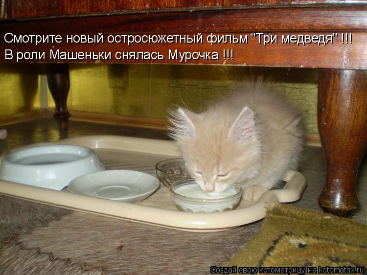 Котоматрица: Смотрите новый остросюжетный фильм "Три медведя" !!! В роли Машеньки снялась Мурочка !!!