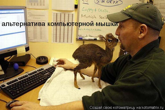 альтернатива компьютерной мышки... Котоматрица: альтернатива компьютерной мышки