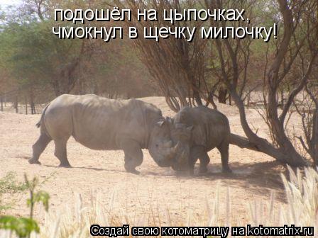 подошёл на цыпочках, чмокнул в щечку милочку!... Котоматрица: подошёл на цыпочках, чмокнул в щечку милочку!