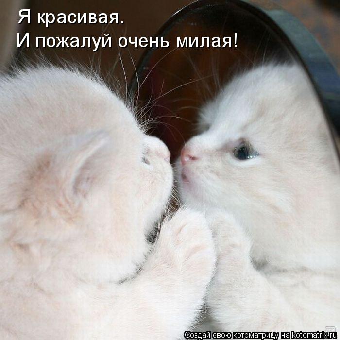 Я красивая. И пожалуй очень милая!... Котоматрица: Я красивая. И пожалуй очень милая!
