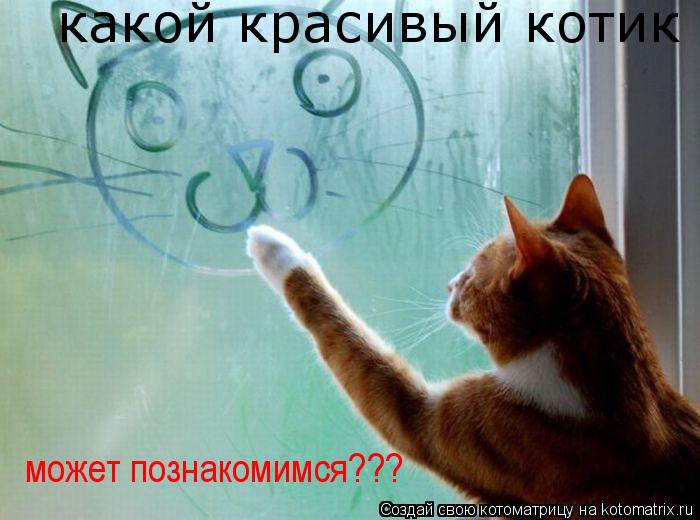 какой красивый котик может познакомимся???... Котоматрица: какой красивый котик может познакомимся???