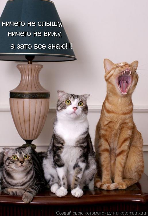 ничего не слышу, ничего не вижу, а зато все знаю!!!... Котоматрица: ничего не слышу, ничего не вижу, а зато все знаю!!!