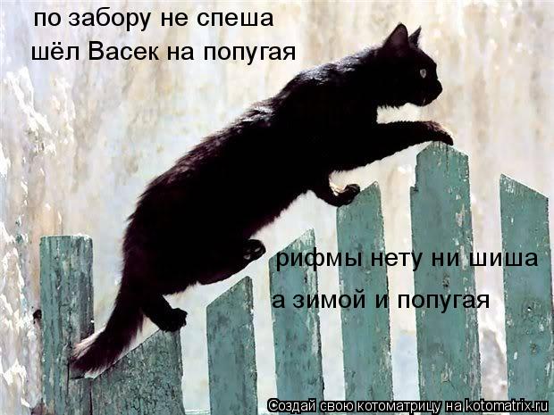 по забору не спеша шёл Васек на попугая рифмы нету ни шиша а зимой и попугая... Котоматрица: по забору не спеша шёл Васек на попугая рифмы нету ни шиша а зимой и попугая