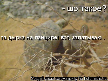 - шо такое? та дырка на панцире! вот, залатываю...... Котоматрица: - шо такое? та дырка на панцире! вот, залатываю...
