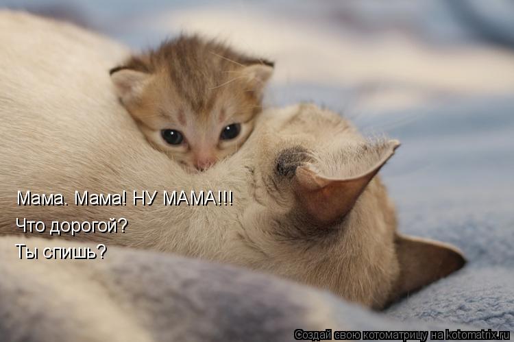 Мама. Мама! НУ МАМА!!! Что дорогой? Ты спишь?... Котоматрица: Мама. Мама! НУ МАМА!!! Что дорогой? Ты спишь?