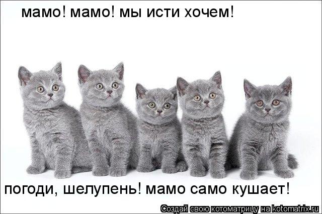 мамо! мамо! мы исти хочем! погоди, шелупень! мамо само кушает!... Котоматрица: мамо! мамо! мы исти хочем! погоди, шелупень! мамо само кушает!