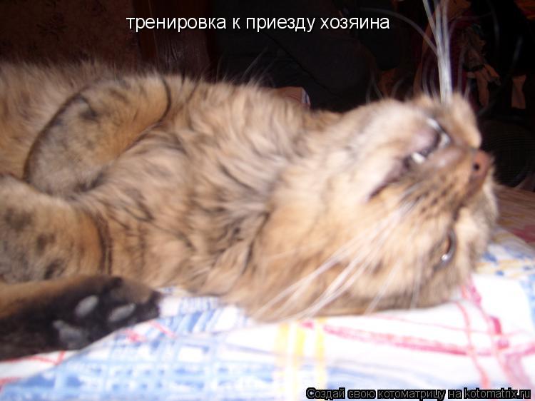 тренировка к приезду хозяина... Котоматрица: тренировка к приезду хозяина