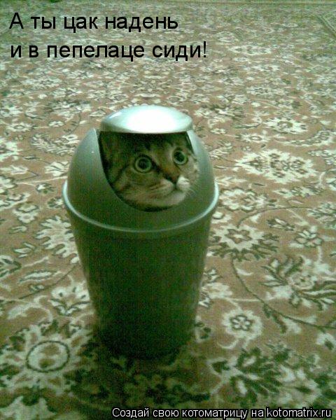А ты цак надень и в пепелаце сиди!... Котоматрица: А ты цак надень и в пепелаце сиди!