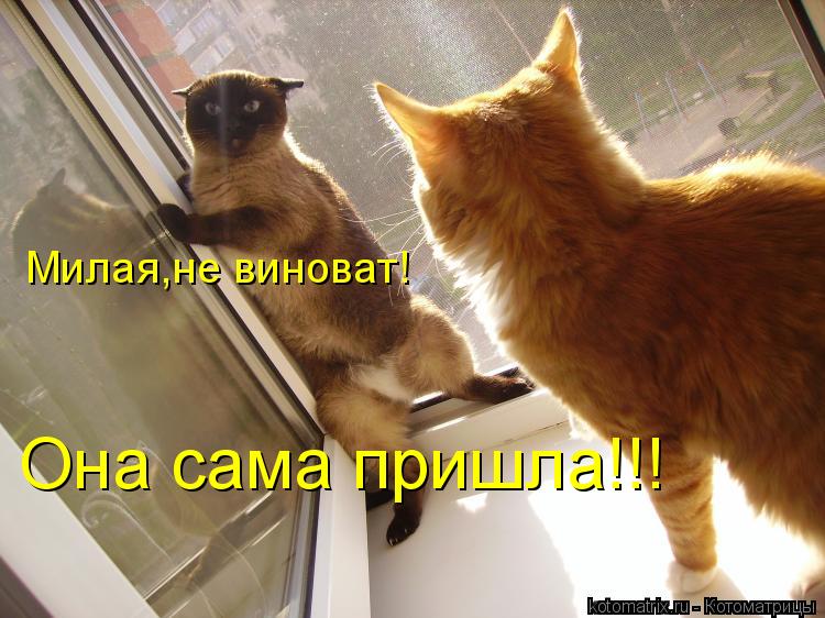Милая,не виноват! Она сама пришла!!!... Котоматрица: Милая,не виноват! Она сама пришла!!!