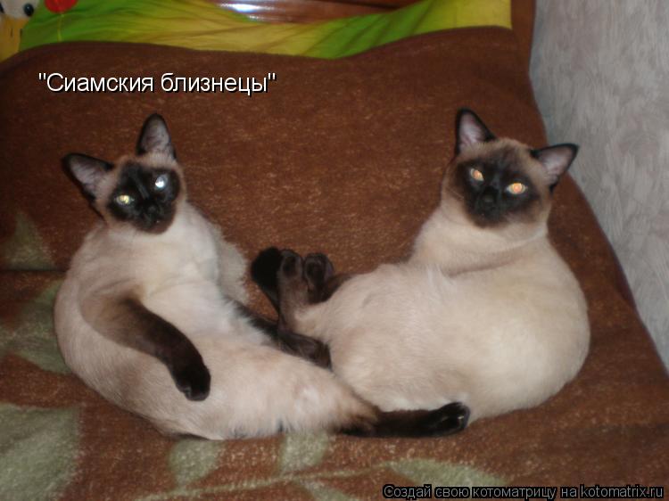 "Сиамския близнецы"... Котоматрица: "Сиамския близнецы"