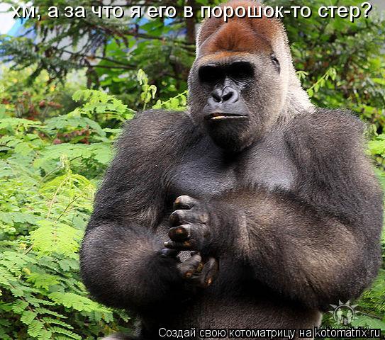 хм, а за что я его в порошок-то стер?... Котоматрица: хм, а за что я его в порошок-то стер?