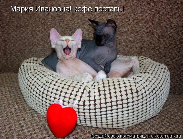 Мария Ивановна! кофе поставь!... Котоматрица: Мария Ивановна! кофе поставь!