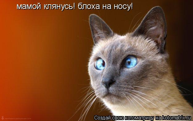 мамой клянусь! блоха на носу!... Котоматрица: мамой клянусь! блоха на носу!