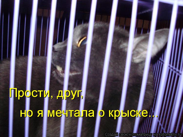 Прости, друг, но я мечтала о крыске...... Котоматрица: Прости, друг, но я мечтала о крыске...