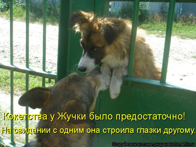 Кокетства у Жучки было предостаточно! На свидании с одним она строила глазки другому.... Котоматрица: Кокетства у Жучки было предостаточно! На свидании с одним она строила глазки другому.