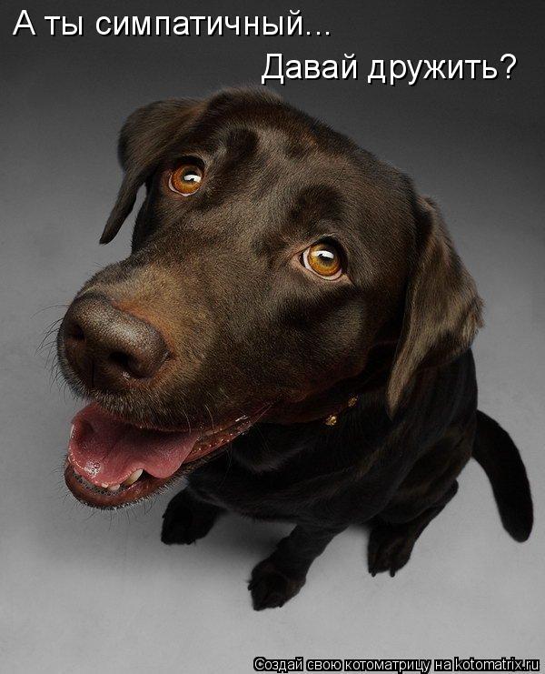А ты симпатичный... Давай дружить?... Котоматрица: А ты симпатичный... Давай дружить?