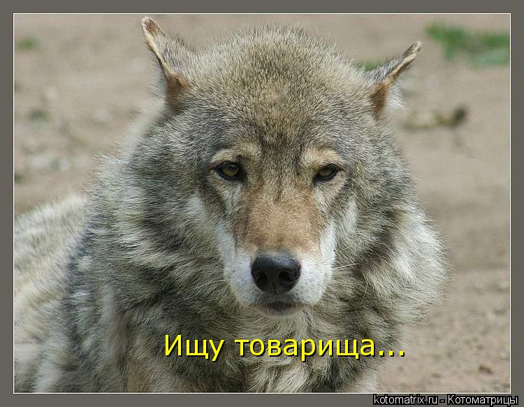 Котоматрица: Ищу товарища...
