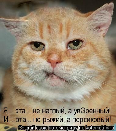 И... эта... не рыжий, а персиковый! Я... эта....не наглый, а увЭренный!... Котоматрица: И... эта... не рыжий, а персиковый! Я... эта....не наглый, а увЭренный!