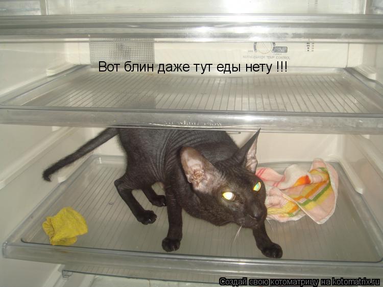 Вот блин даже тут еды нету !!!... Котоматрица: Вот блин даже тут еды нету !!!
