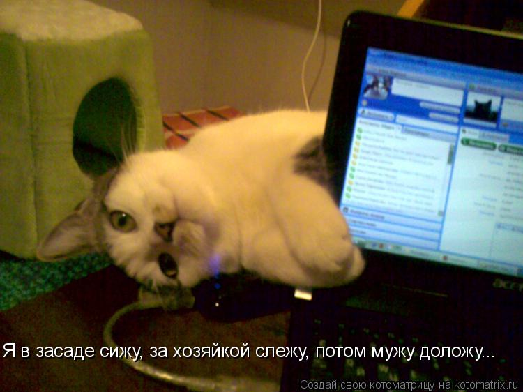Я в засаде сижу, за хозяйкой слежу, потом мужу доложу... Я в засаде сижу, за хозяйкой слежу, потом му... Котоматрица: Я в засаде сижу, за хозяйкой слежу, потом мужу доложу... Я в засаде сижу, за хозяйкой слежу, потом мужу доложу...