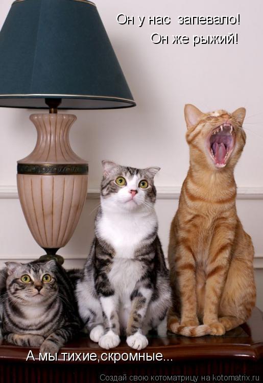 Он у нас запевало! Он же рыжий! А мы тихие,скромные...... Котоматрица: Он у нас запевало! Он же рыжий! А мы тихие,скромные...