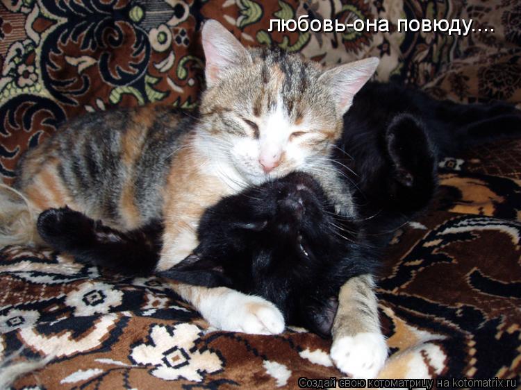 любовь-она повюду....... Котоматрица: любовь-она повюду....