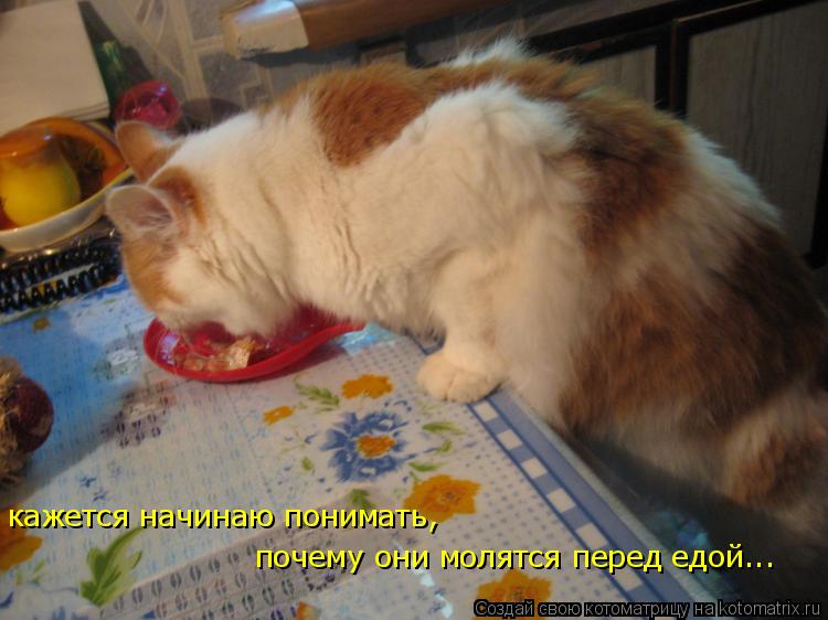кажется начинаю понимать, почему они молятся перед едой...... Котоматрица: кажется начинаю понимать, почему они молятся перед едой...