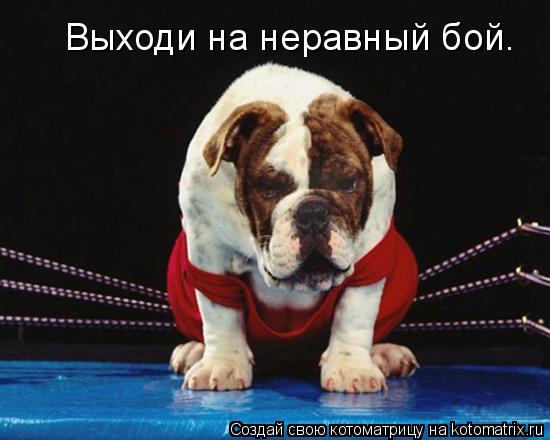 Выходи на неравный бой.... Котоматрица: Выходи на неравный бой.