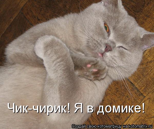 Чик-чирик! Я в домике!... Котоматрица: Чик-чирик! Я в домике!