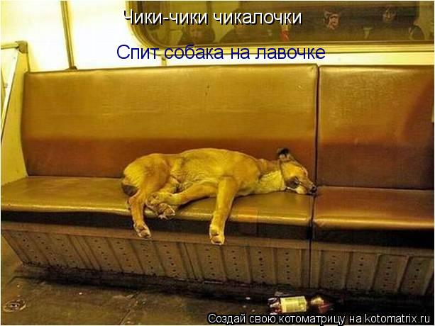Чики-чики чикалочки Спит собака на лавочке... Котоматрица: Чики-чики чикалочки Спит собака на лавочке