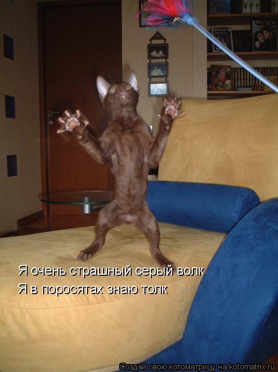 Я очень страшный серый волк Я в поросятах знаю толк... Котоматрица: Я очень страшный серый волк Я в поросятах знаю толк
