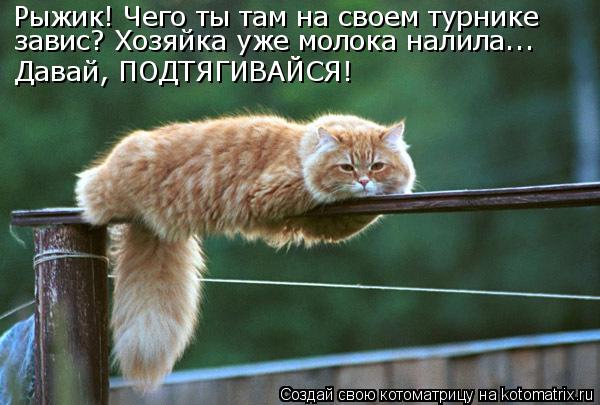 Рыжик! Чего ты там на своем турнике завис? Хозяйка уже молока налила... Давай, ПОДТЯГИВАЙСЯ!... Котоматрица: Рыжик! Чего ты там на своем турнике завис? Хозяйка уже молока налила... Давай, ПОДТЯГИВАЙСЯ!