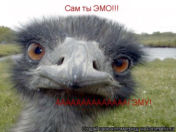 Сам ты ЭМО!!! АААААААААААААА! ЭМУ!... Котоматрица: Сам ты ЭМО!!! АААААААААААААА! ЭМУ!