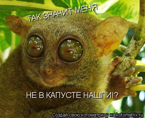 ТАК ЗНАЧИТ МЕНЯ НЕ В КАПУСТЕ НАШЛИ!?... Котоматрица: ТАК ЗНАЧИТ МЕНЯ НЕ В КАПУСТЕ НАШЛИ!?