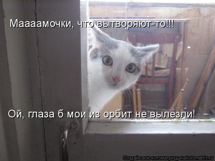 Маааамочки, что вытворяют-то!!! Ой, глаза б мои из орбит не вылезли!... Котоматрица: Маааамочки, что вытворяют-то!!! Ой, глаза б мои из орбит не вылезли!