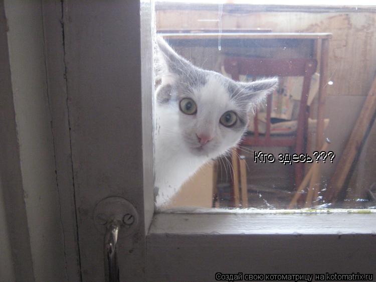 Кто здесь??? Кто здесь???... Котоматрица: Кто здесь??? Кто здесь???
