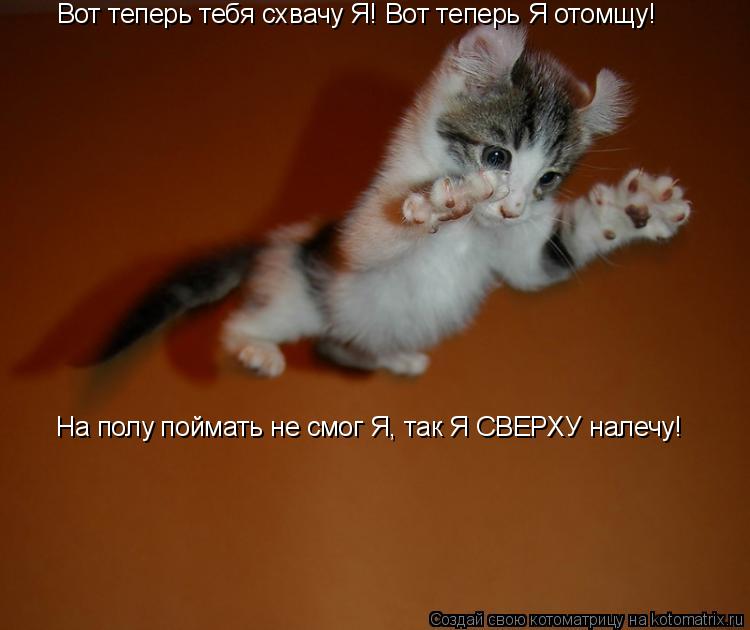 Вот теперь тебя схвачу Я! Вот теперь Я отомщу! На полу поймать не смог Я, так Я СВЕРХУ налечу!... Котоматрица: Вот теперь тебя схвачу Я! Вот теперь Я отомщу! На полу поймать не смог Я, так Я СВЕРХУ налечу!