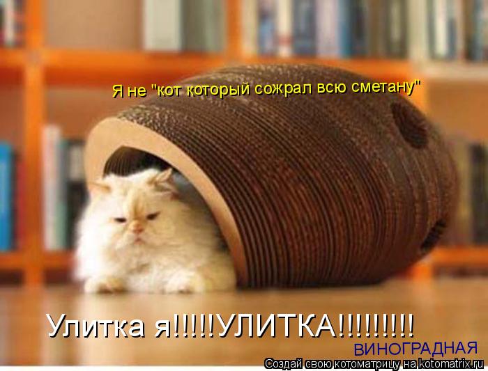 Котоматрица: Улитка я!!!!!УЛИТКА!!!!!!!!! Я не "кот который сожрал всю сметану" ВИНОГРАДНАЯ