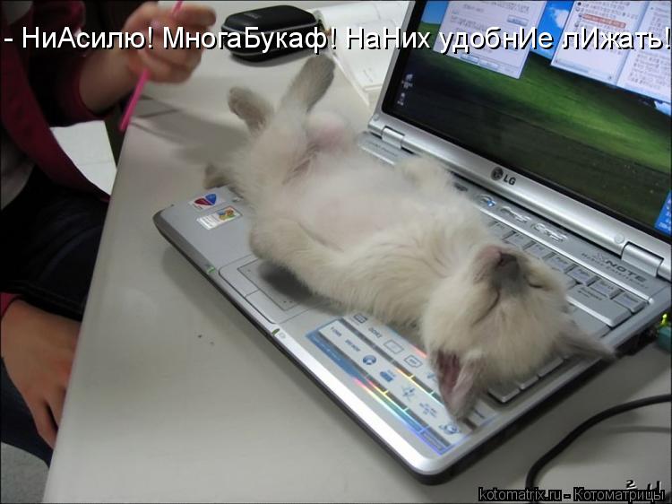 - НиАсилю! МногаБукаф! НаНих удобнИе лИжать!...... Котоматрица: - НиАсилю! МногаБукаф! НаНих удобнИе лИжать!...